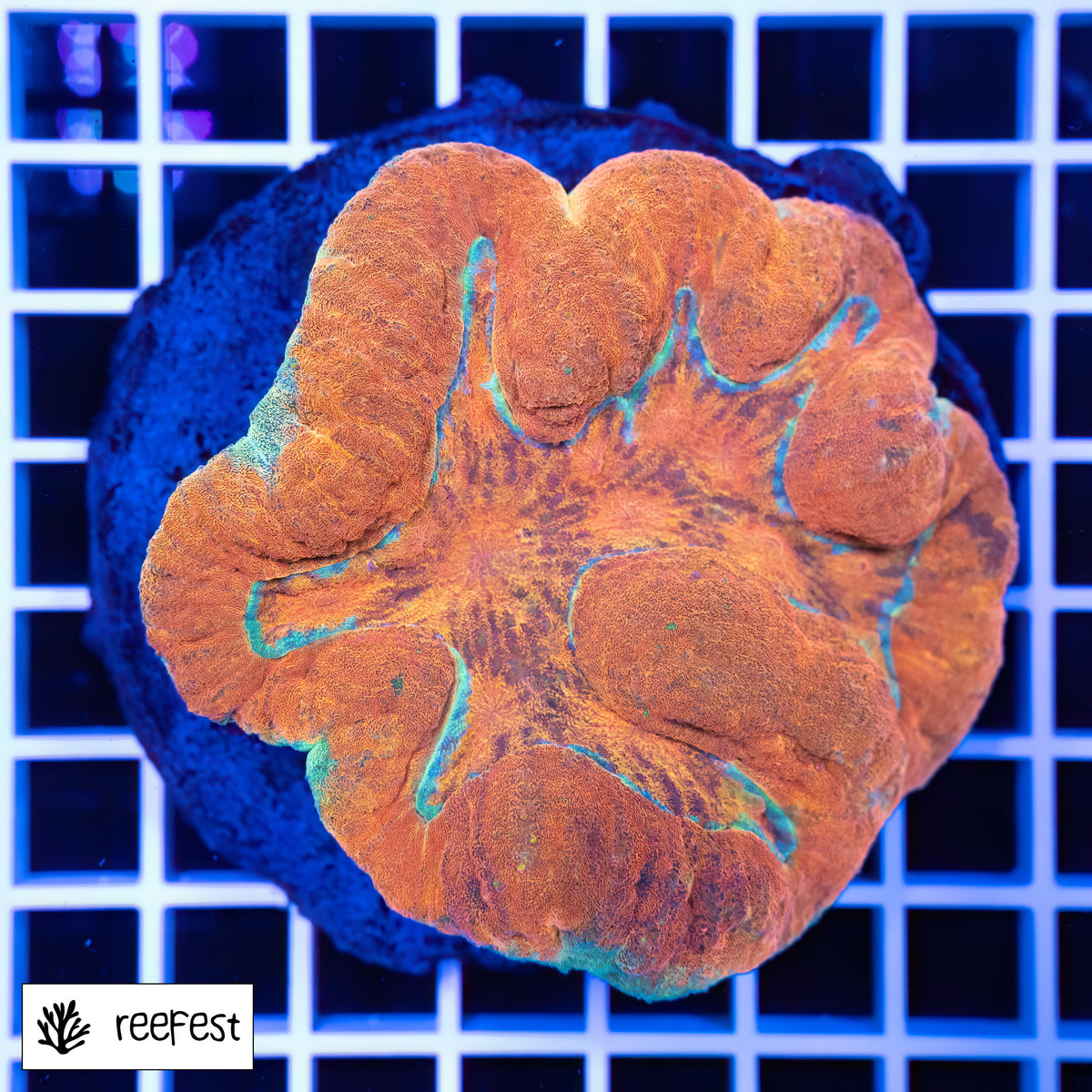 Lobophyllia