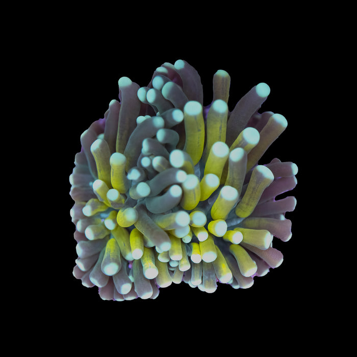 Euphyllia