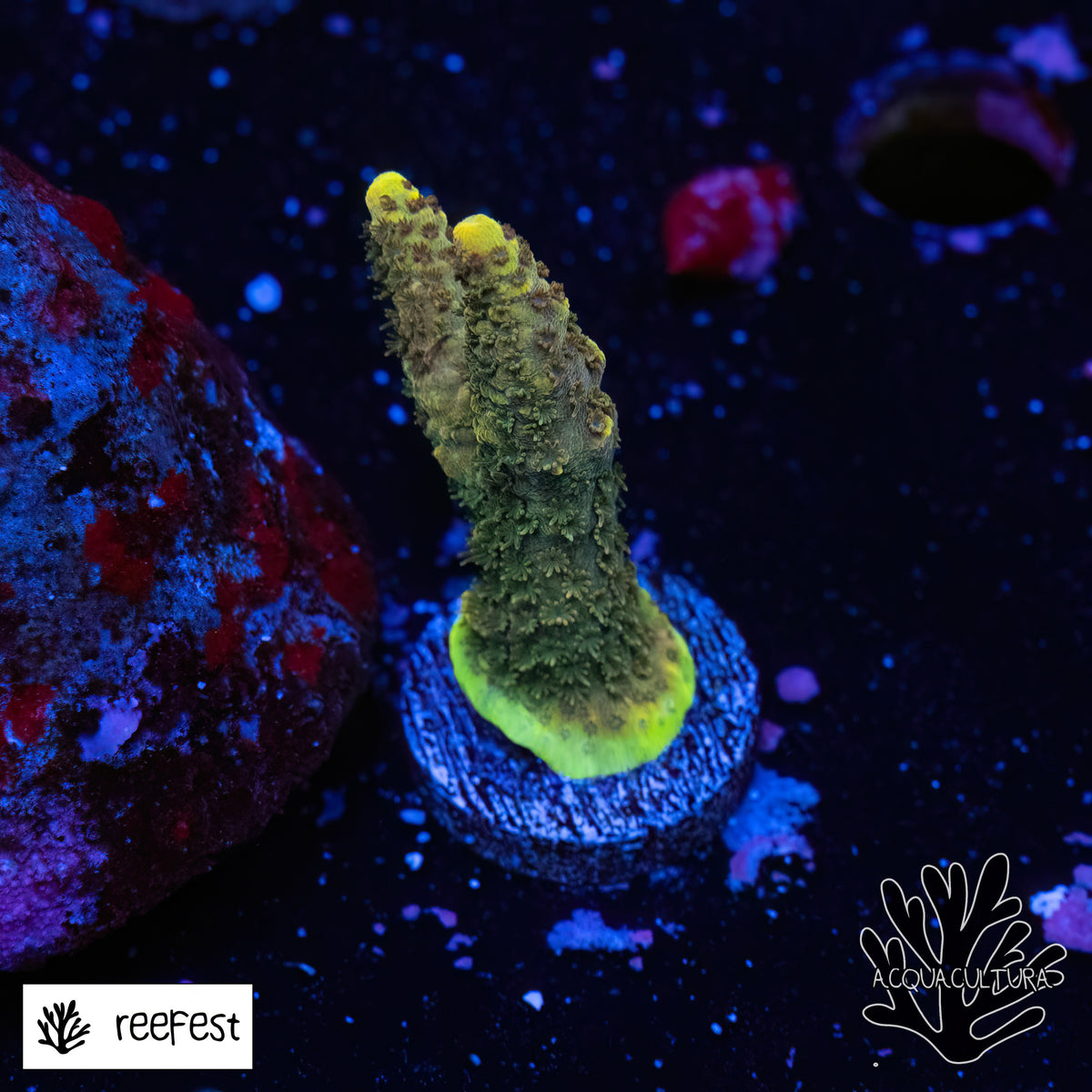Acropora Gold Flake Mille