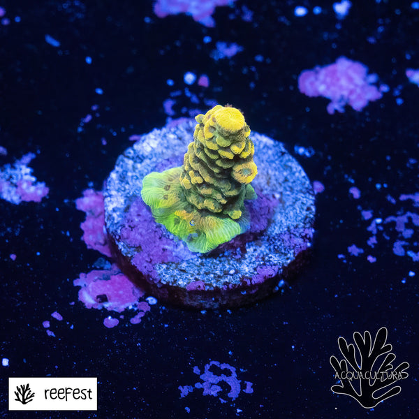 Acropora Gold Flake Mille