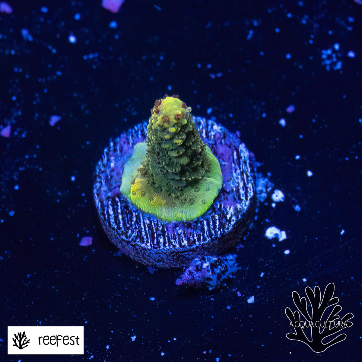 Acropora Gold Flake Mille