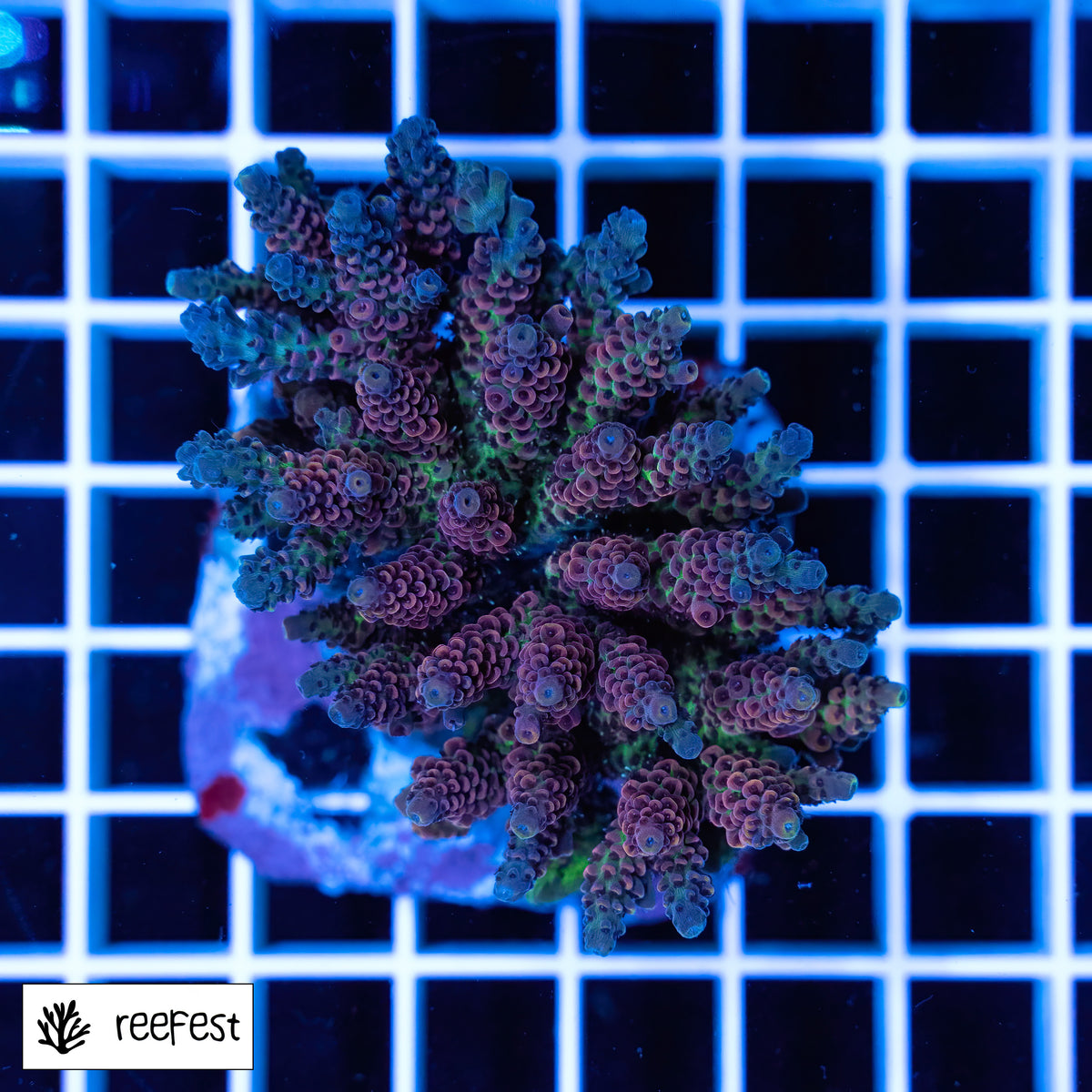 Acropora sp.