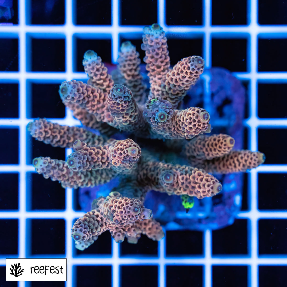 Acropora sp.