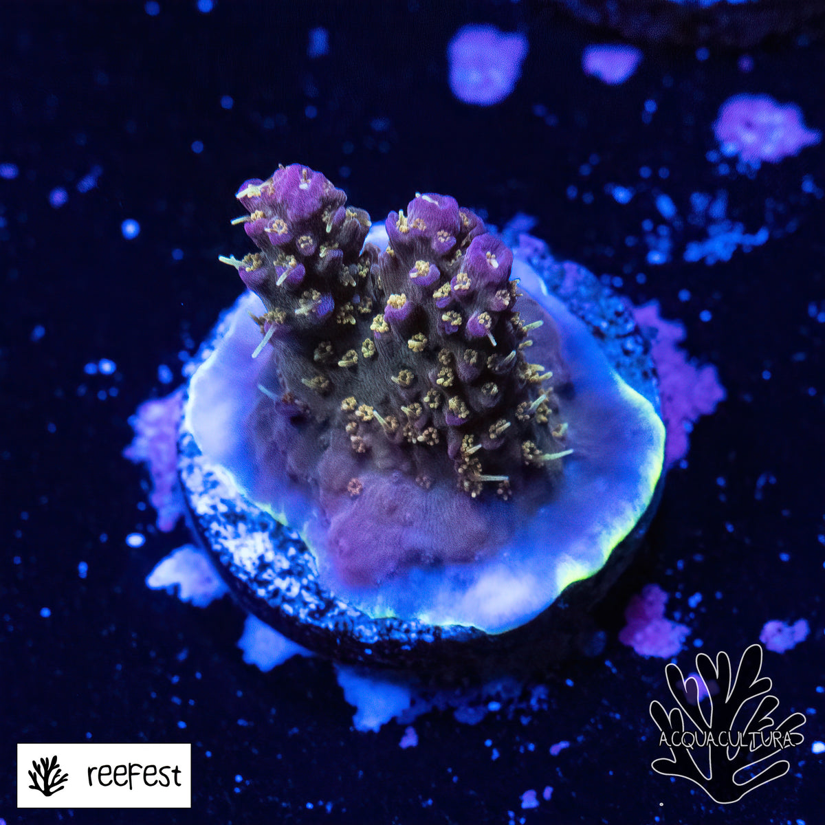Acropora LR OG Confetti