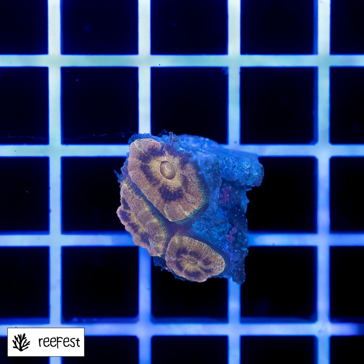 Acanthastrea lordhowensis
