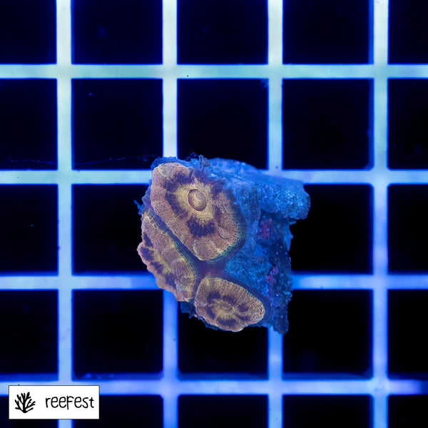 Acanthastrea lordhowensis