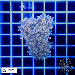 Euphyllia paradivisa Gold