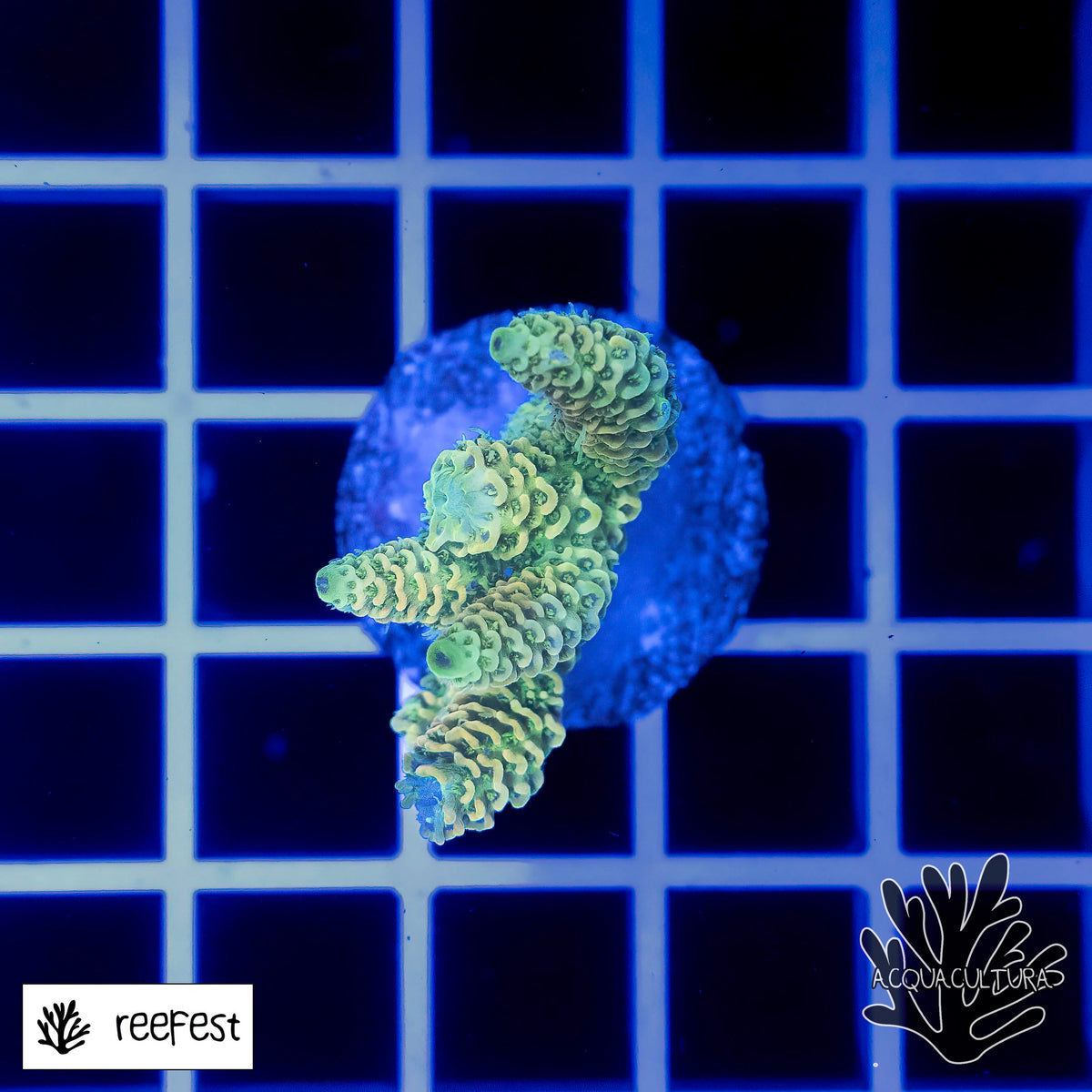 Acropora EC Solare Flare Mille