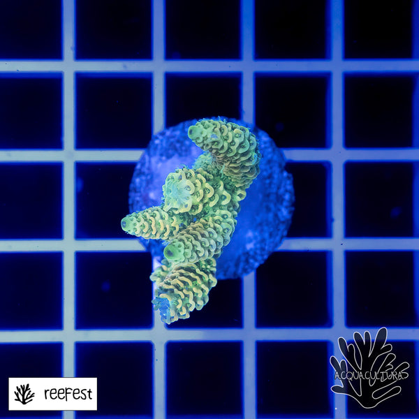 Acropora EC Solare Flare Mille