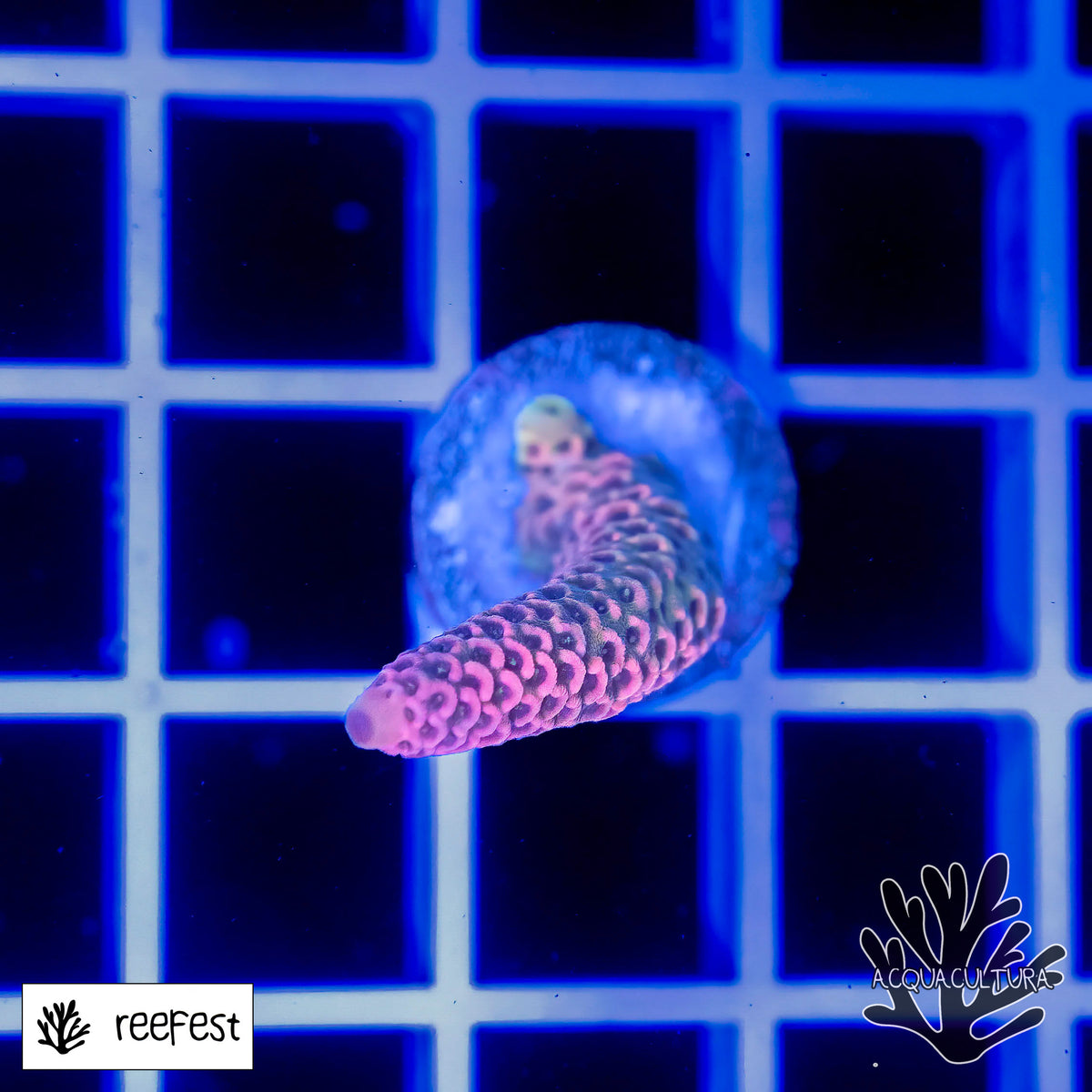 Acropora EC Rainbow Mille