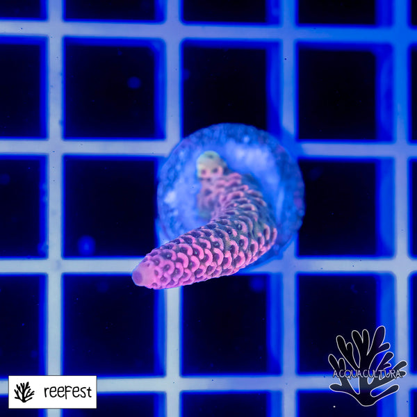 Acropora EC Rainbow Mille