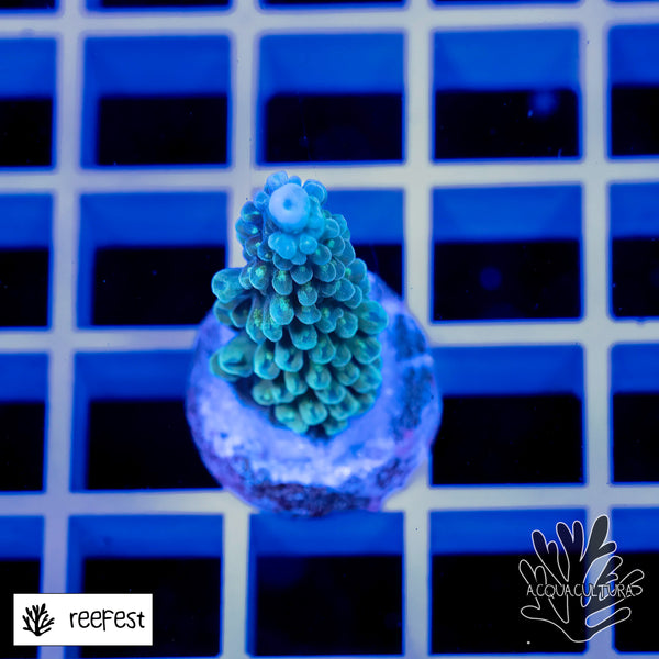Acropora EC Blue Tipped Stag
