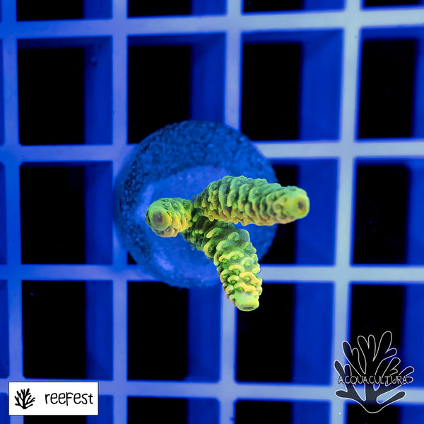 Acropora EC Solare Flare Mille