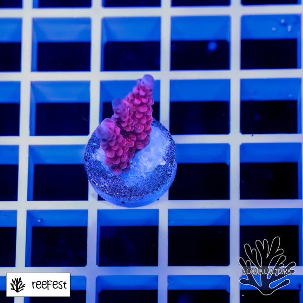 Acropora EC PC Rainbow