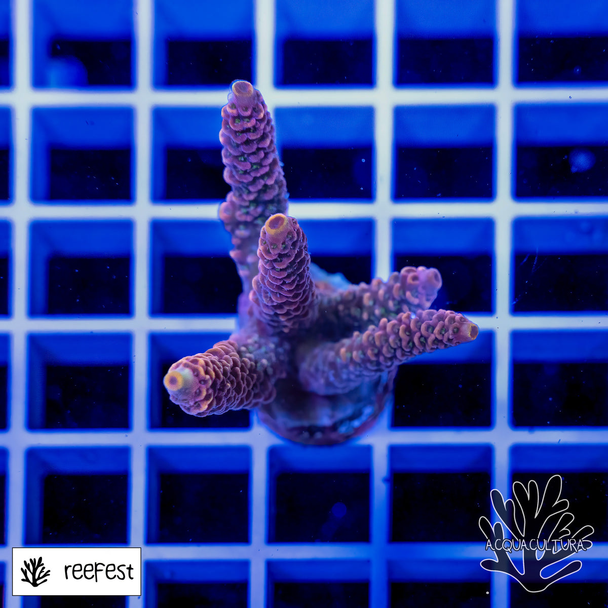 Acropora EC Zazzy Mille