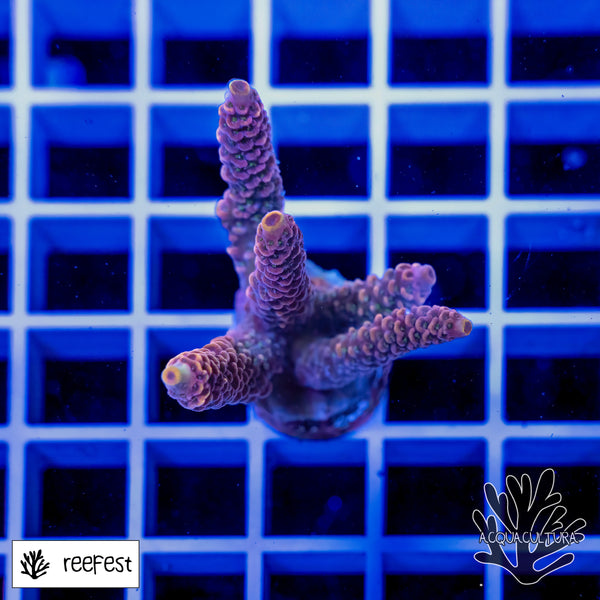 Acropora EC Zazzy Mille