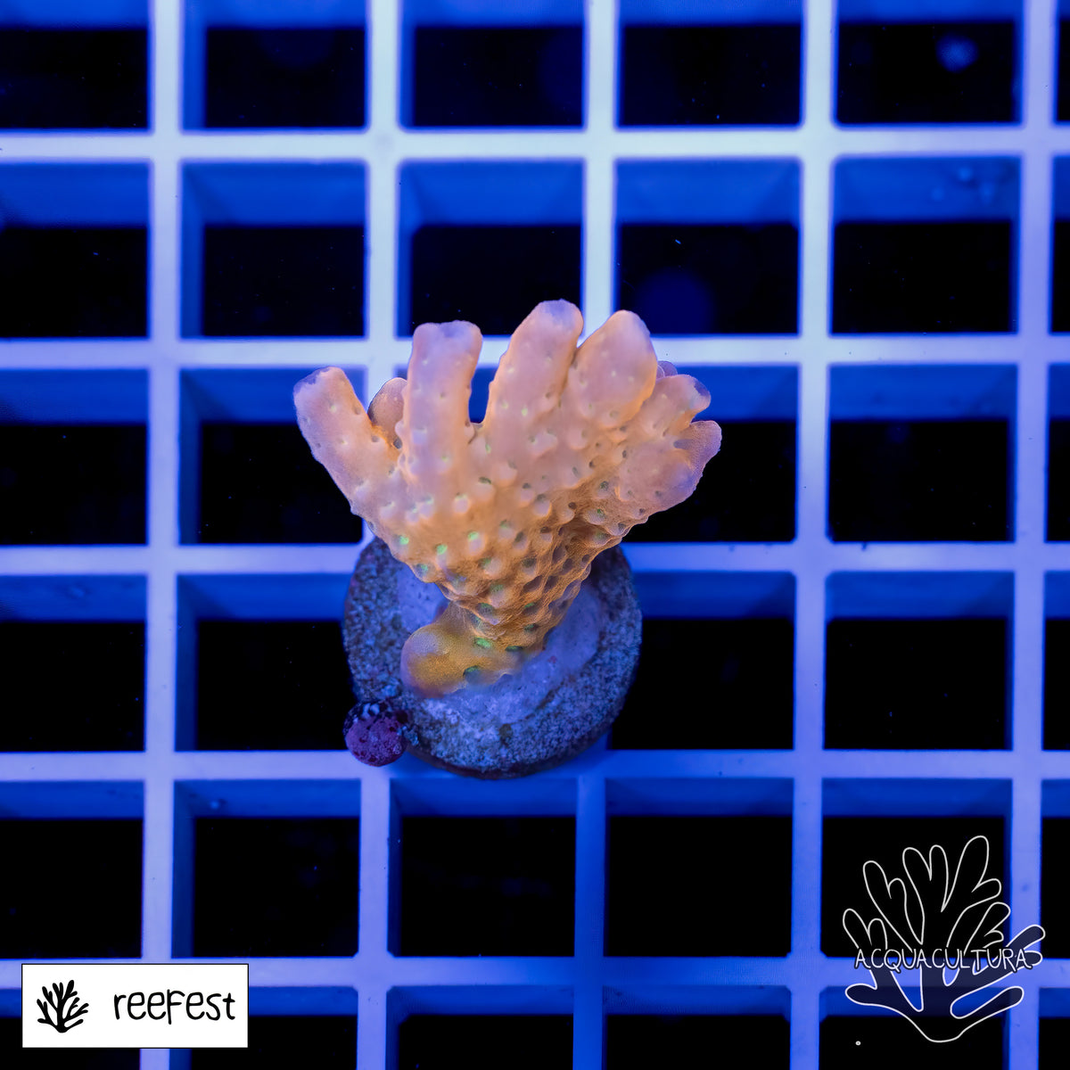Anacropora RCC Tropicana