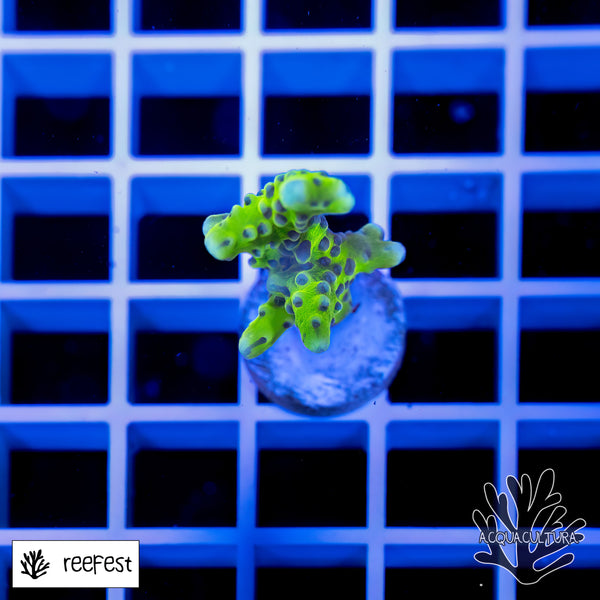 Anacropora Green Goblin