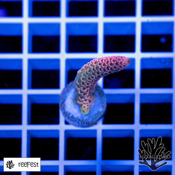 Acropora EC Rainbow Mille