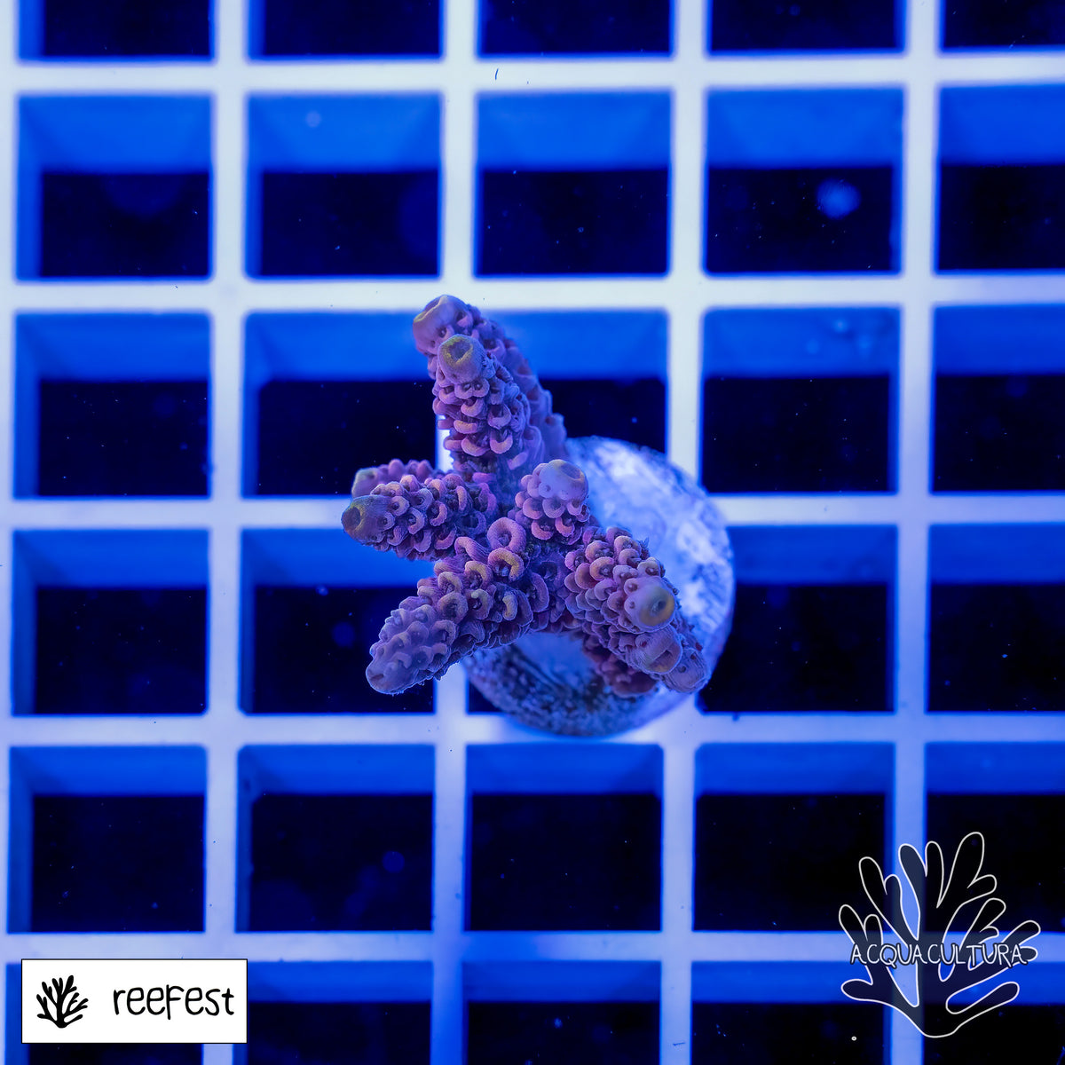 Acropora Pink Panther Mille