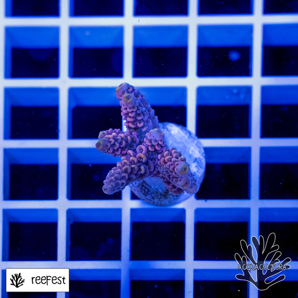 Acropora Pink Panther Mille