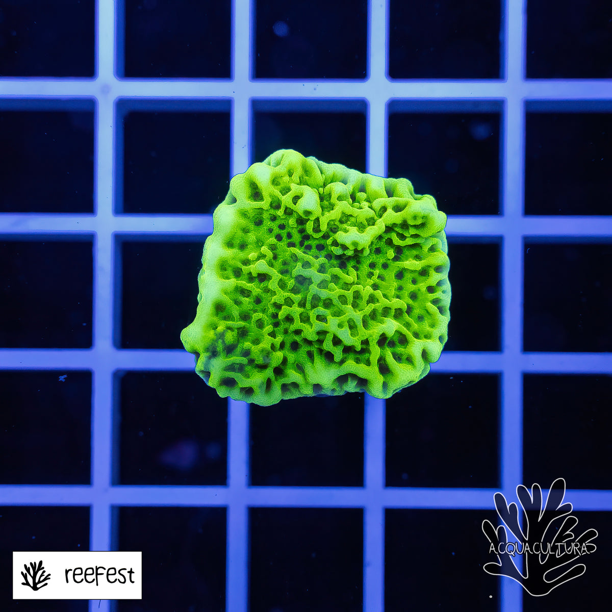 Montipora Confusa