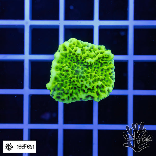 Montipora Confusa