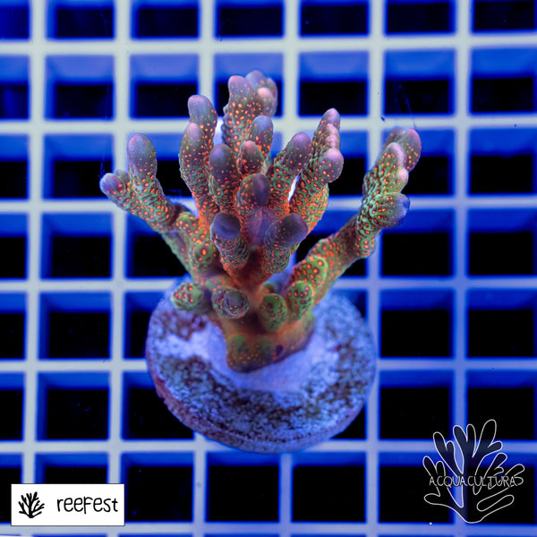 Montipora Forest Fire