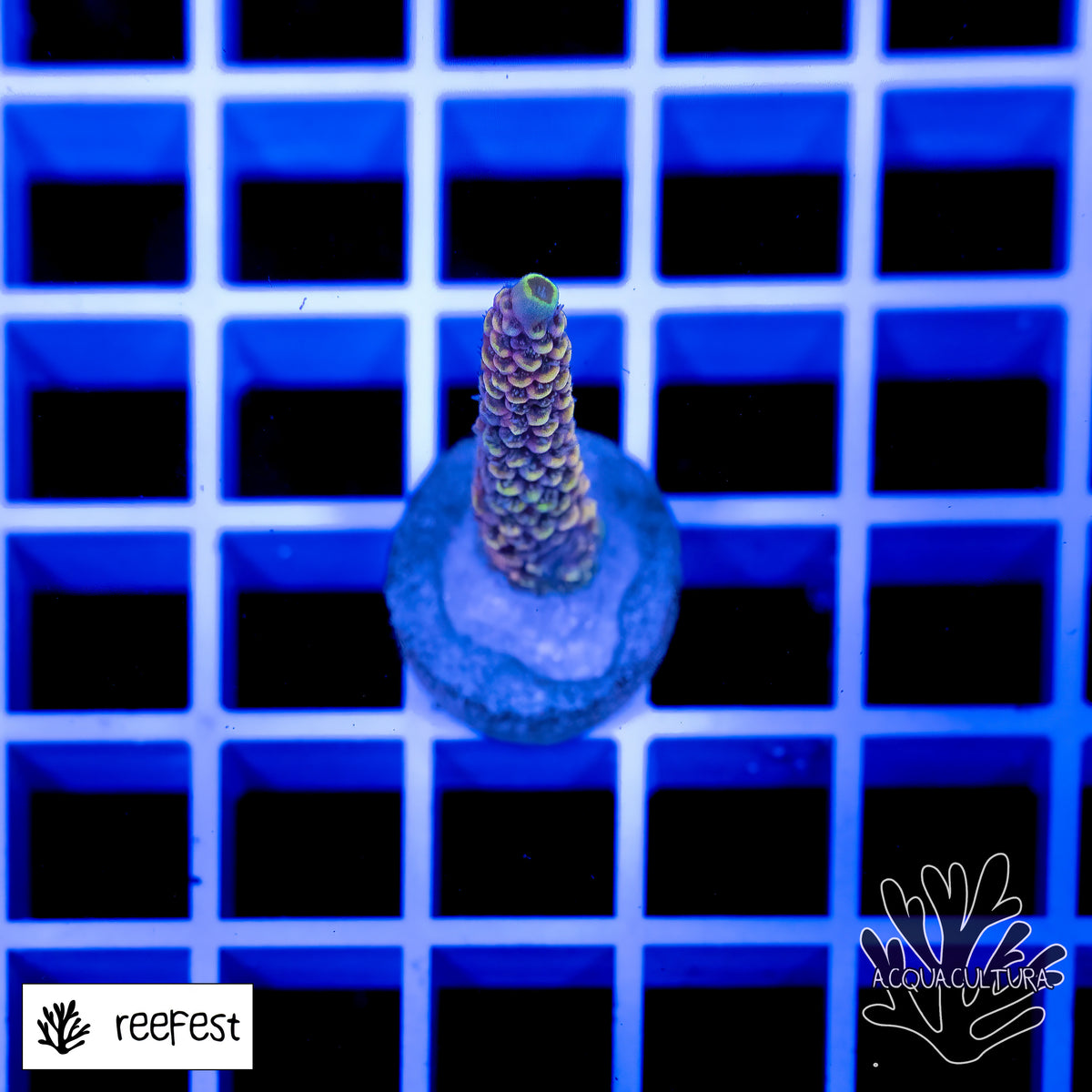 Acropora Copper Surfer Mille