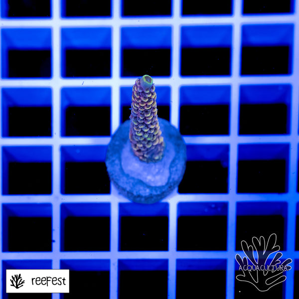 Acropora Copper Surfer Mille