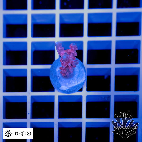 Acropora EC Red Diablo