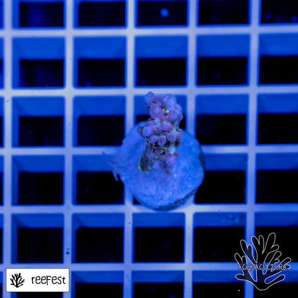 Acropora EC Bubblebath Unicorn