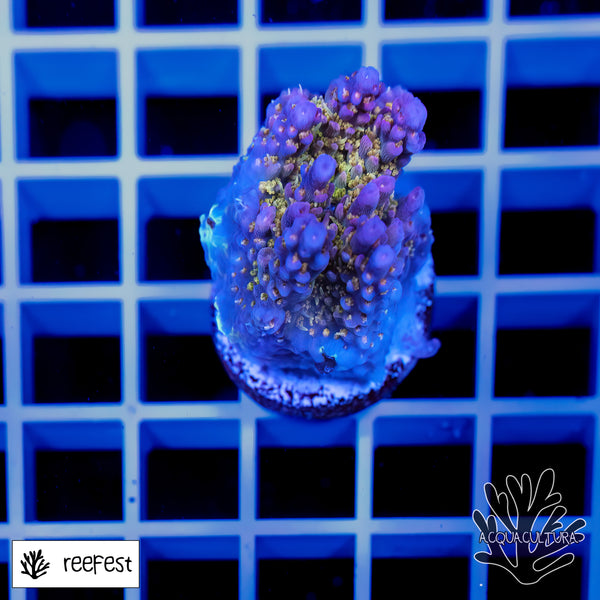 Acropora LR OG Confetti
