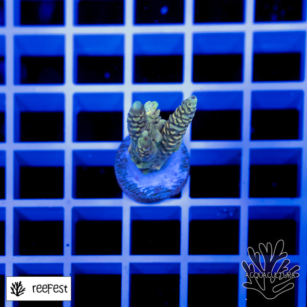 Acropora Gold Flake Mille