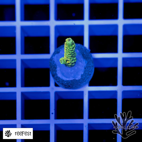 Acropora Lemon Lime Mille 