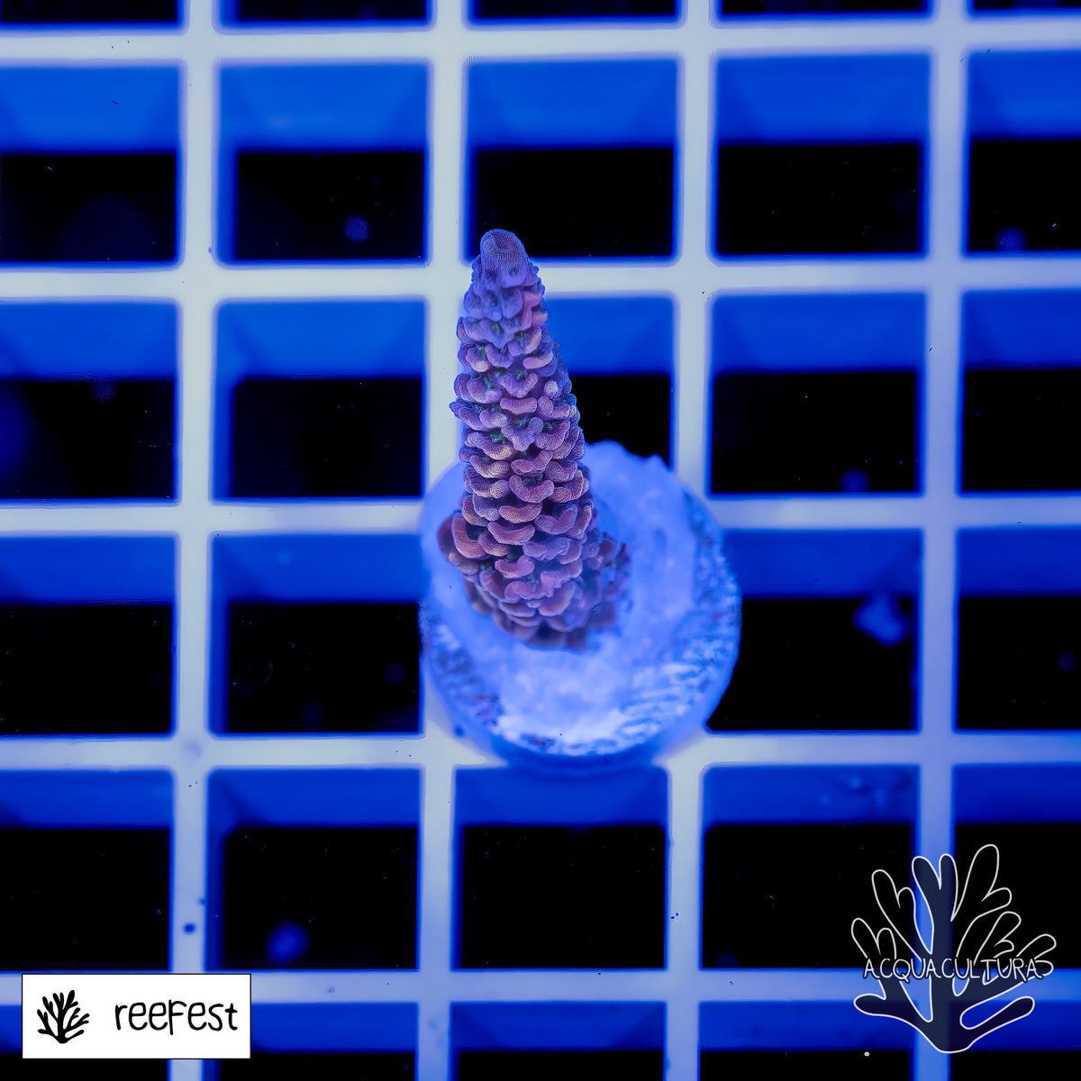 Acropora Copper Surfer Mille