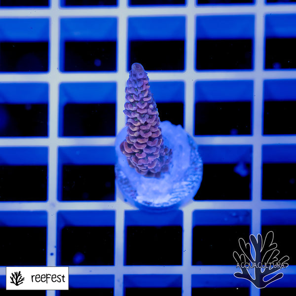 Acropora Copper Surfer Mille