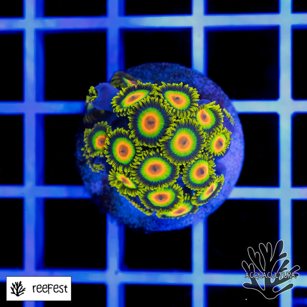 Zoanthus Rasta