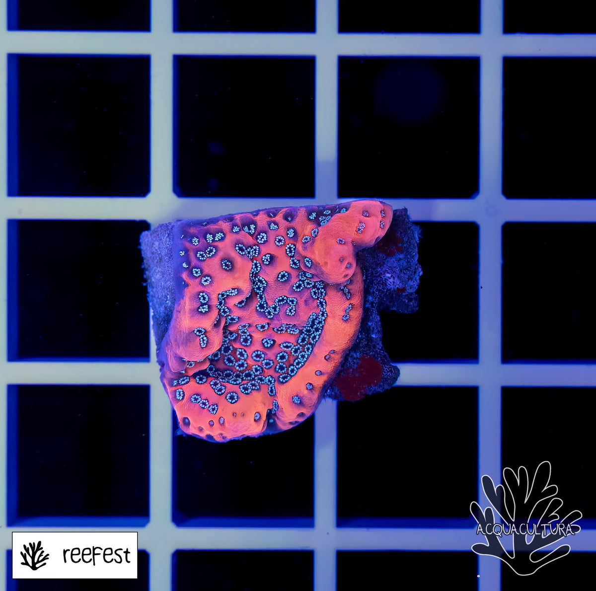 Montipora Megatron