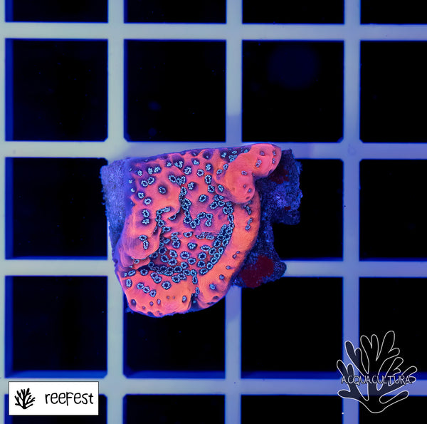Montipora Megatron