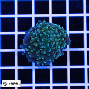 Euphyllia glabrescens