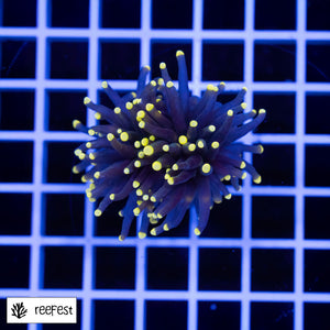Euphyllia glabrescens Joker