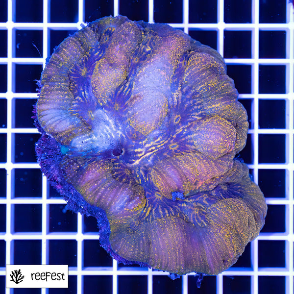 Lobophyllia Orange