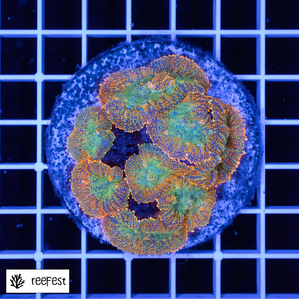 Rhodactis Bullseye