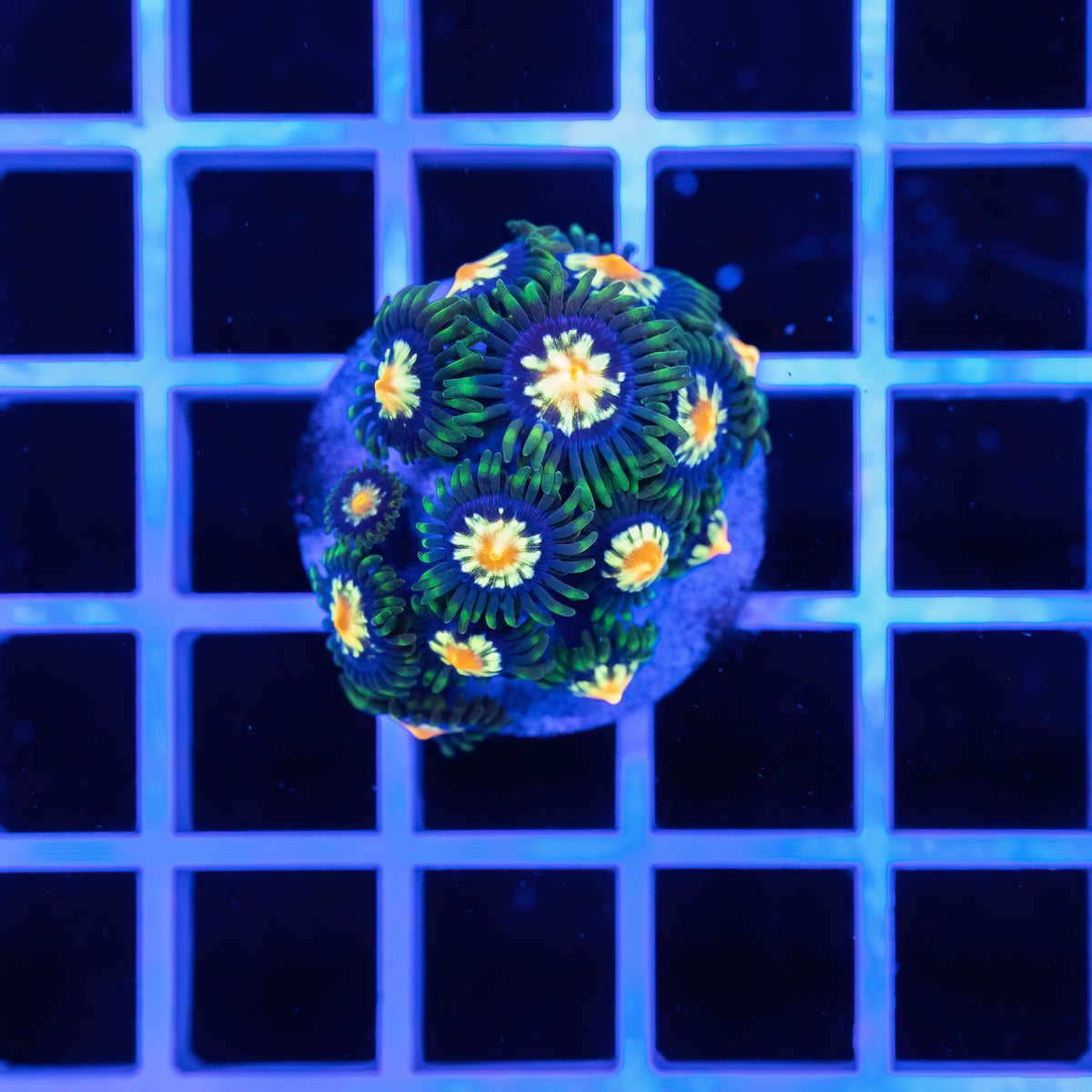 Zoanthus stargratz