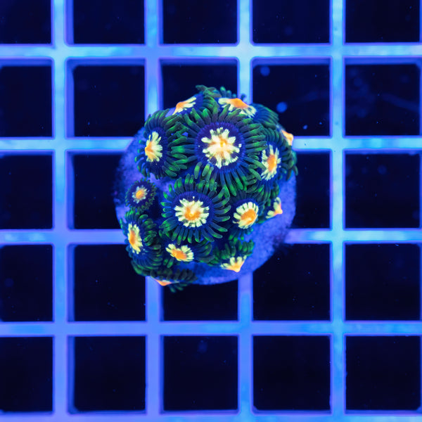Zoanthus stargratz
