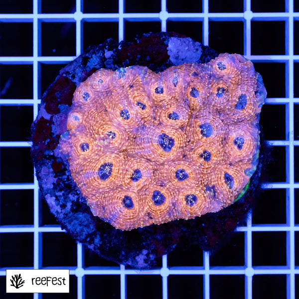 Acanthastrea echinata Orange