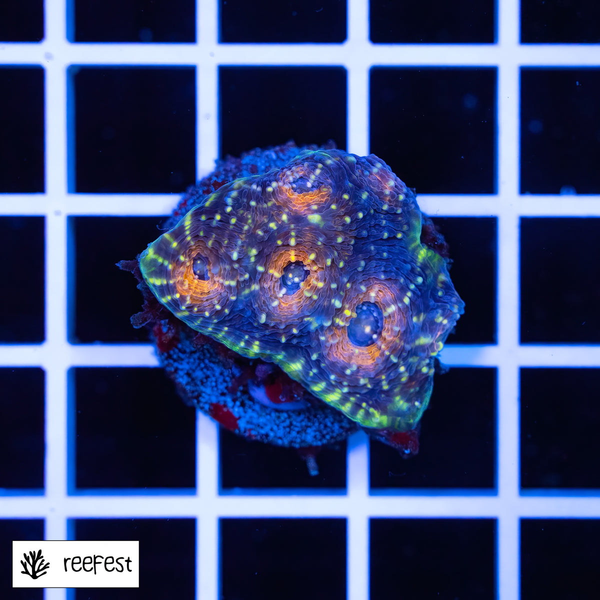 Acanthastrea echinata