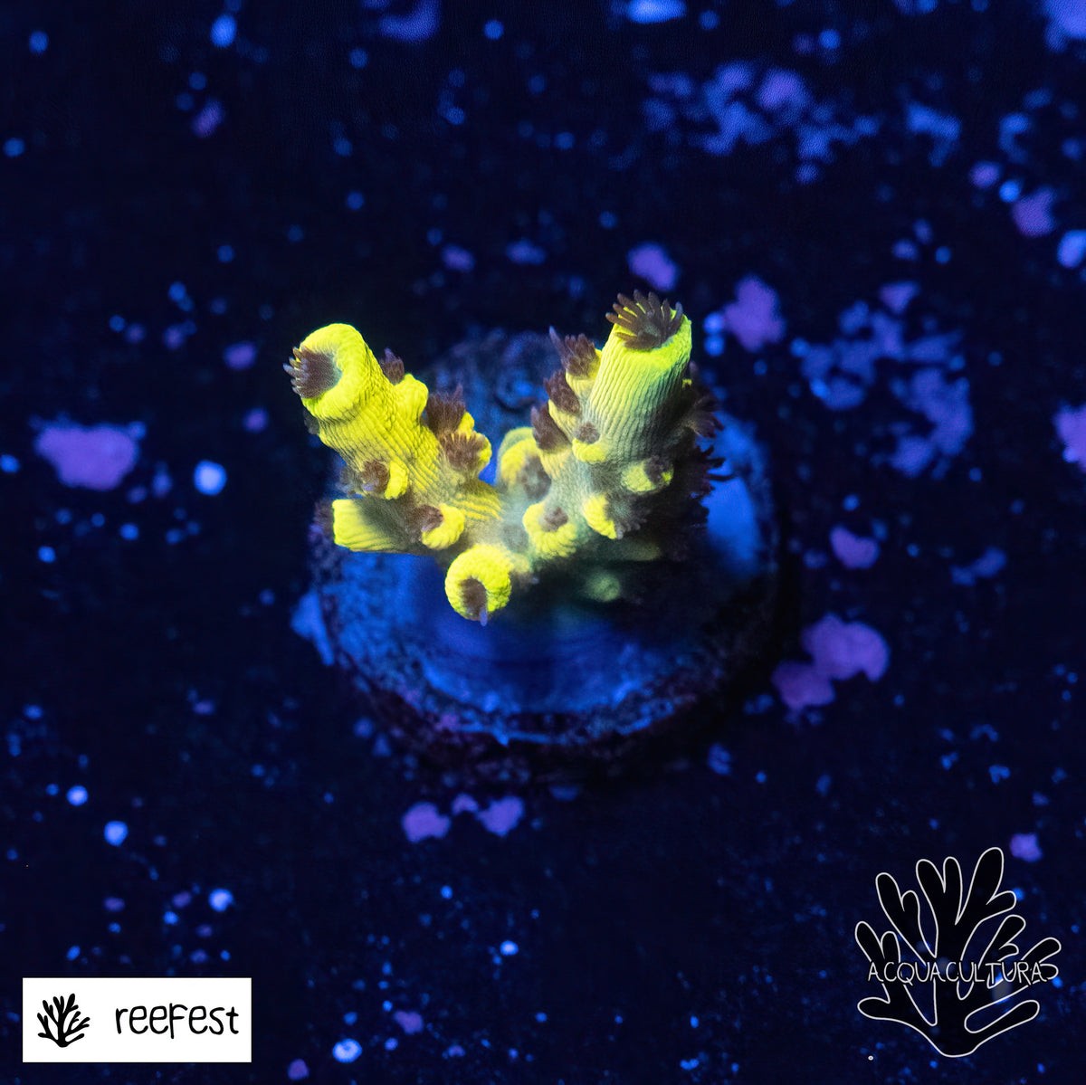 Acropora RF Sunfire