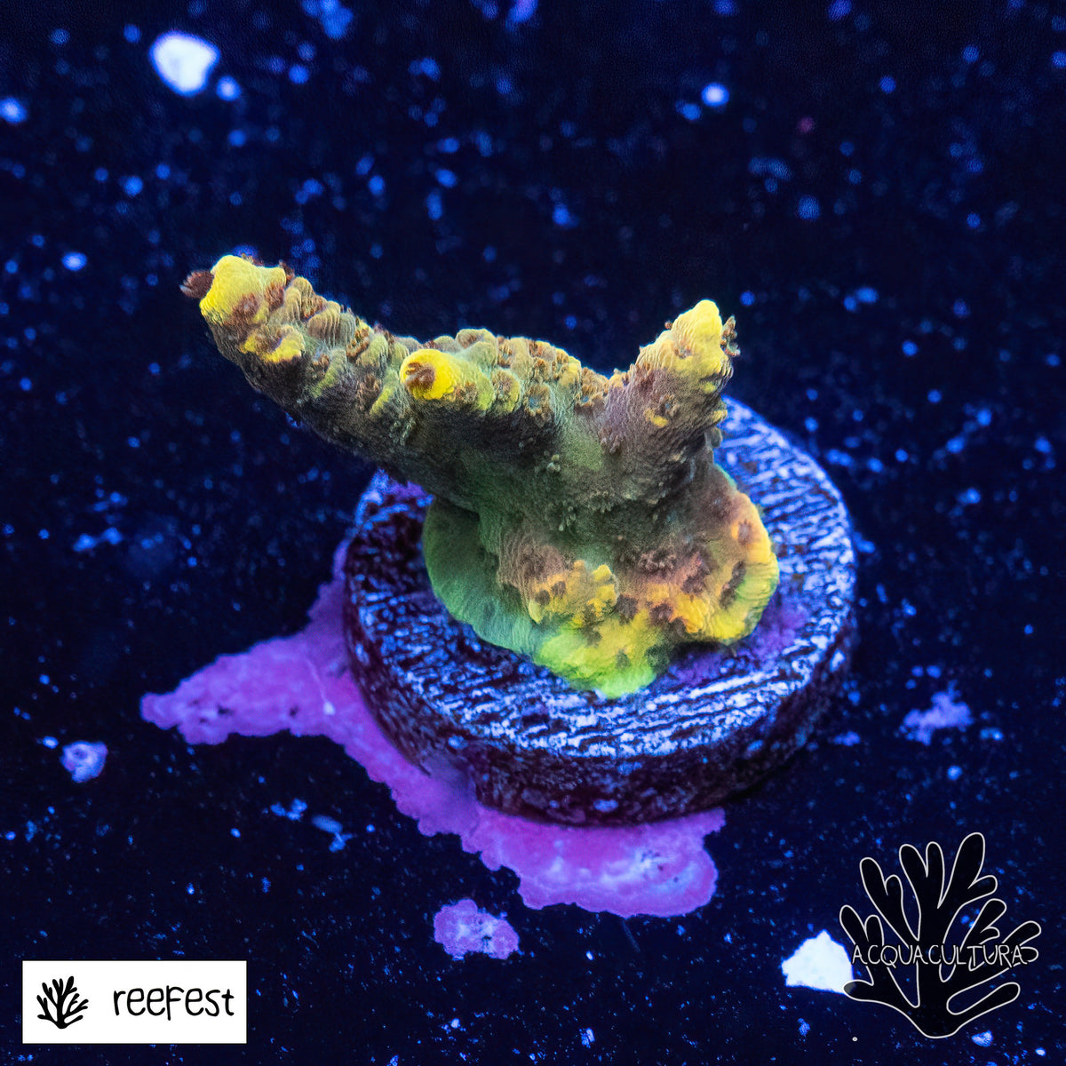 Acropora Gold Flake Mille